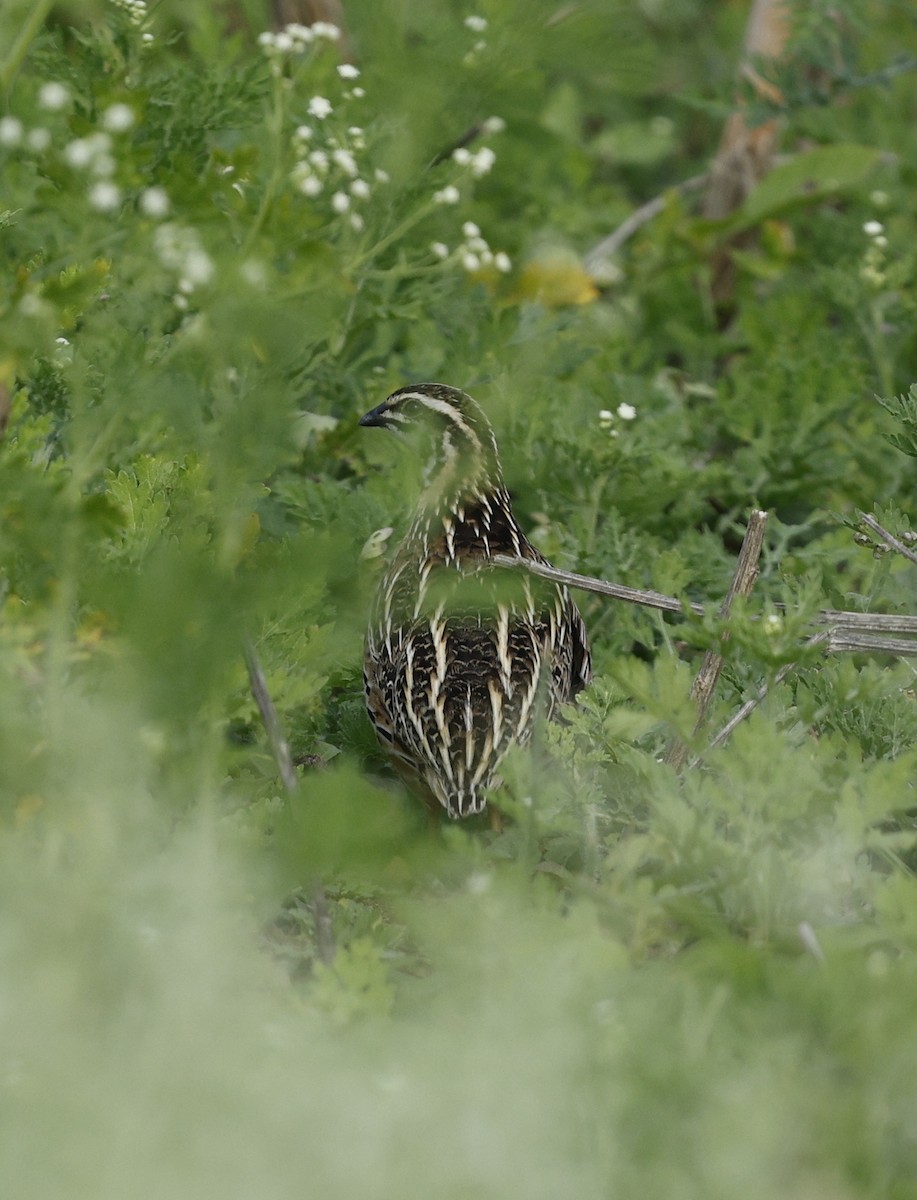 Rain Quail - ML637906585