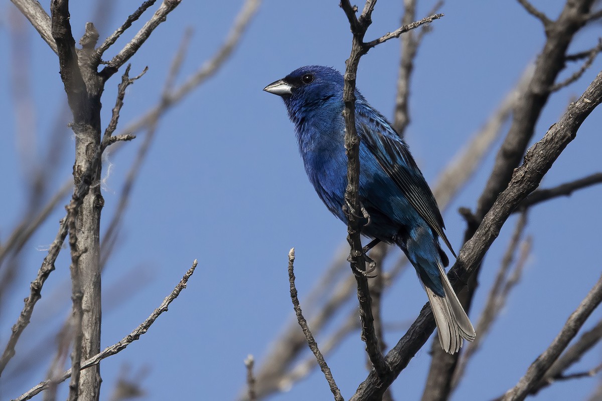 Indigo Bunting - ML637906688