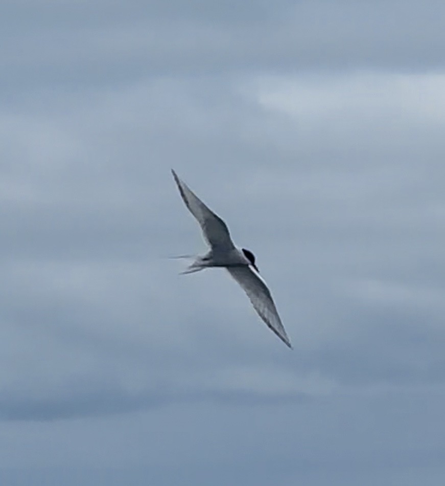 rybák dlouhoocasý - ML637906752