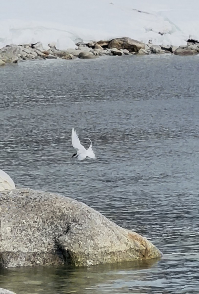 rybák dlouhoocasý - ML637906753