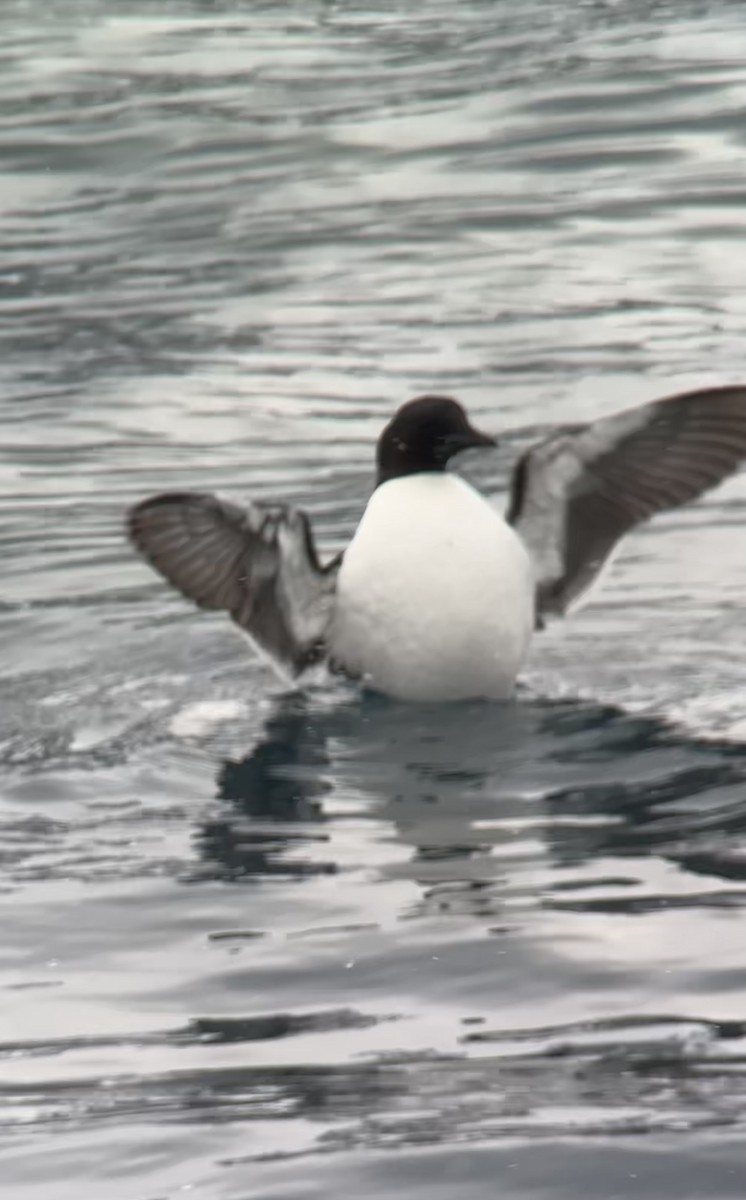 alkoun tlustozobý - ML637906773