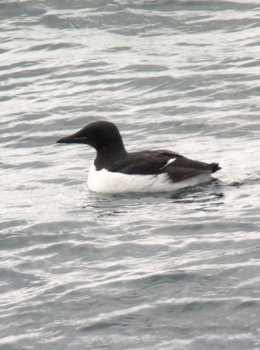 alkoun tlustozobý - ML637906774