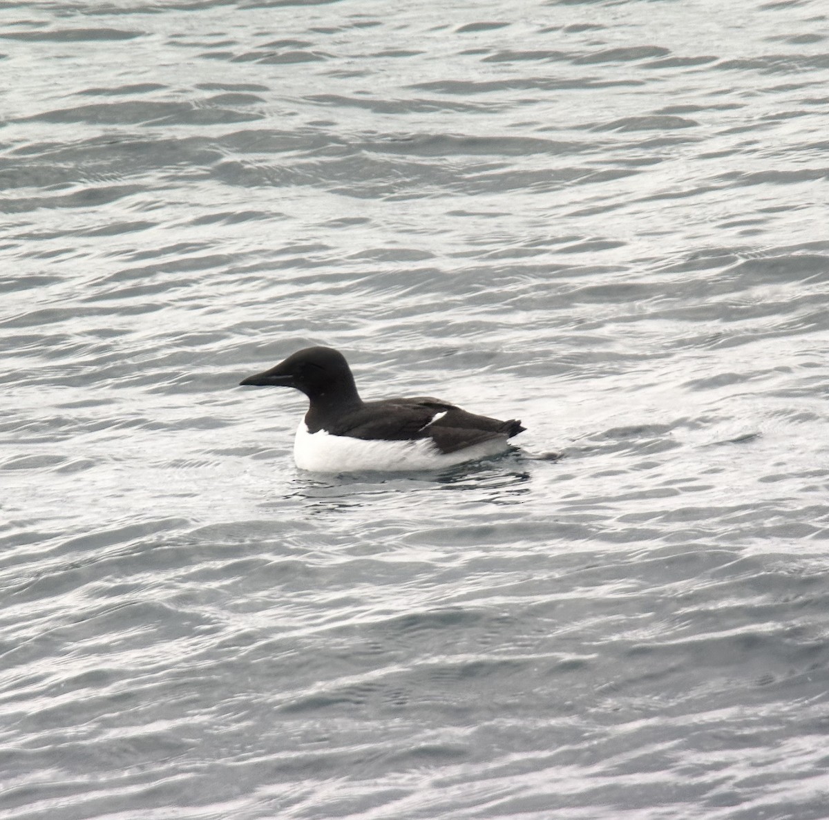 alkoun tlustozobý - ML637906775