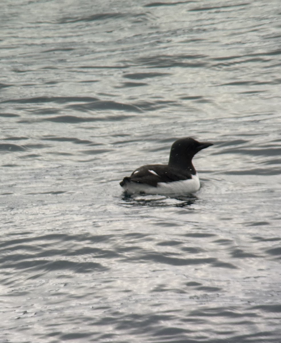 alkoun tlustozobý - ML637906776