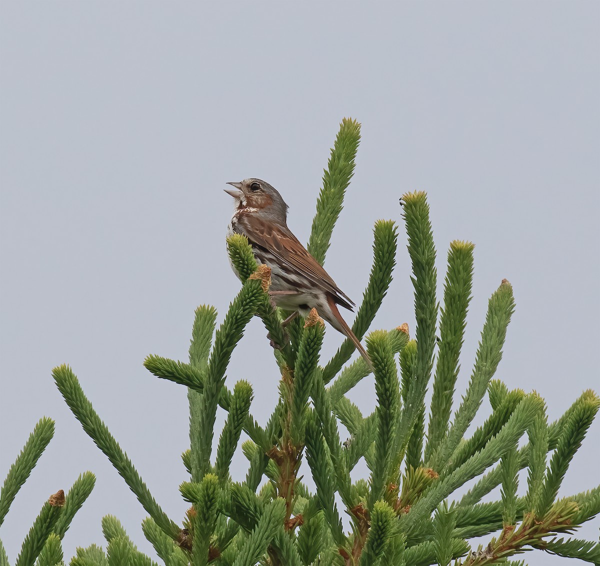 strnadec kaštanový (ssp. iliaca/zaboria) - ML637906786