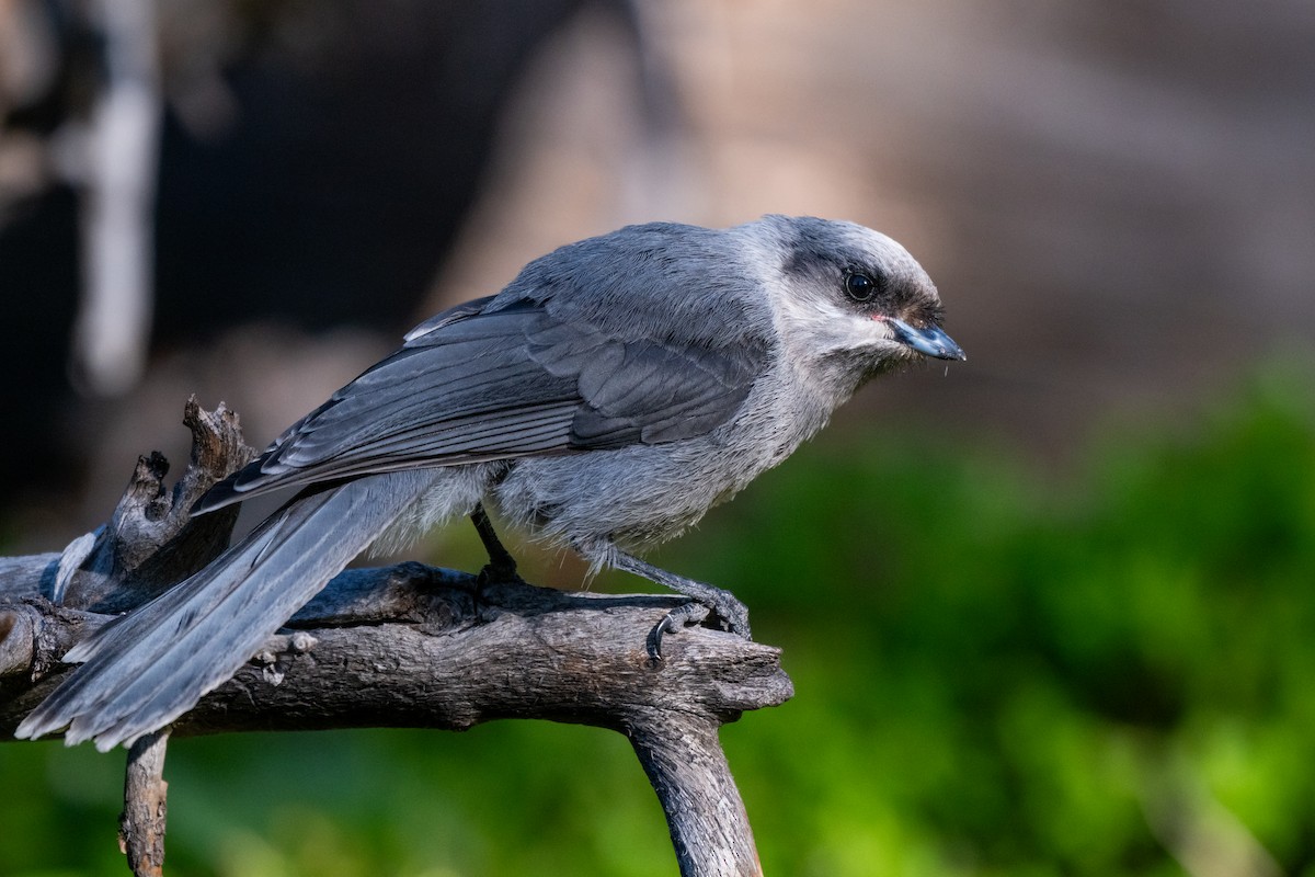 Canada Jay (Rocky Mts.) - ML637906799