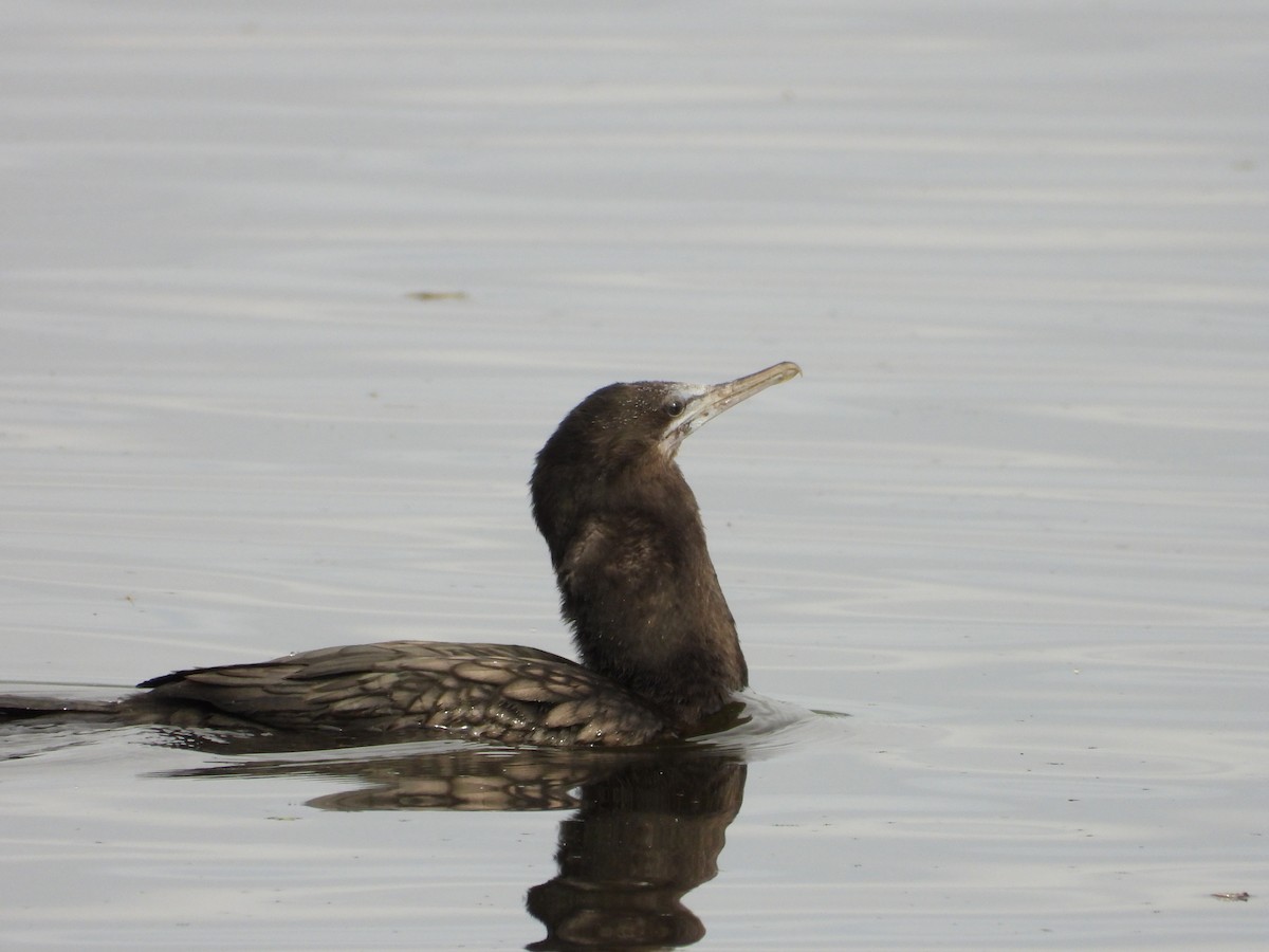 Little Black Cormorant - ML637906863