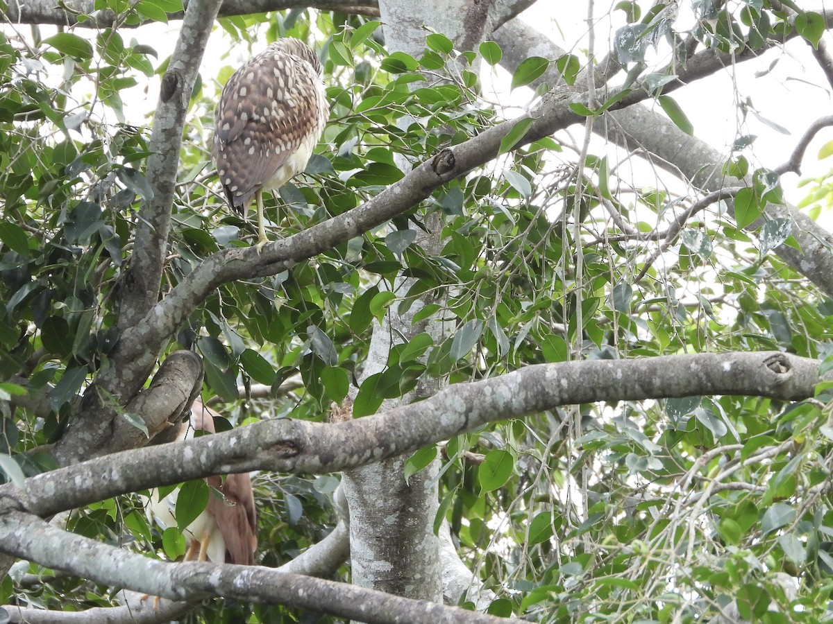 Nankeen Night Heron - ML637906874