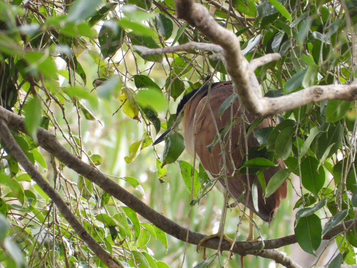 Nankeen Night Heron - ML637906875