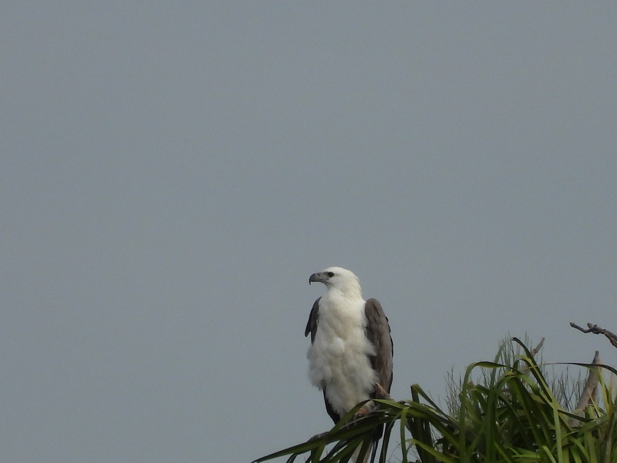 White-bellied Sea-Eagle - ML637906886