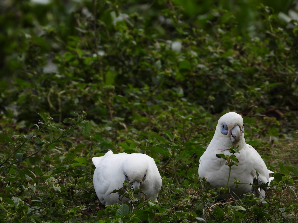 Little Corella - ML637906891