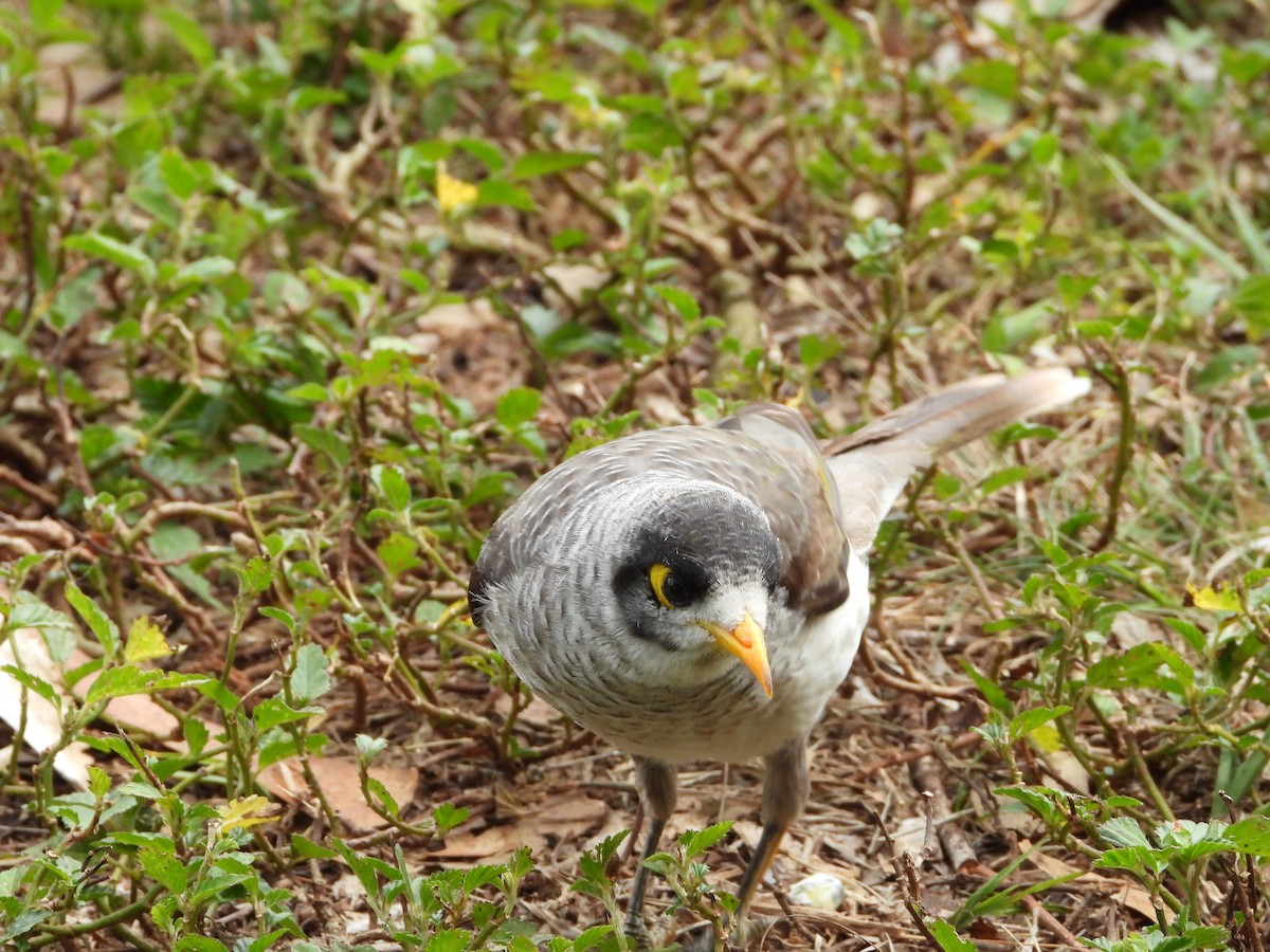 Noisy Miner - ML637906913