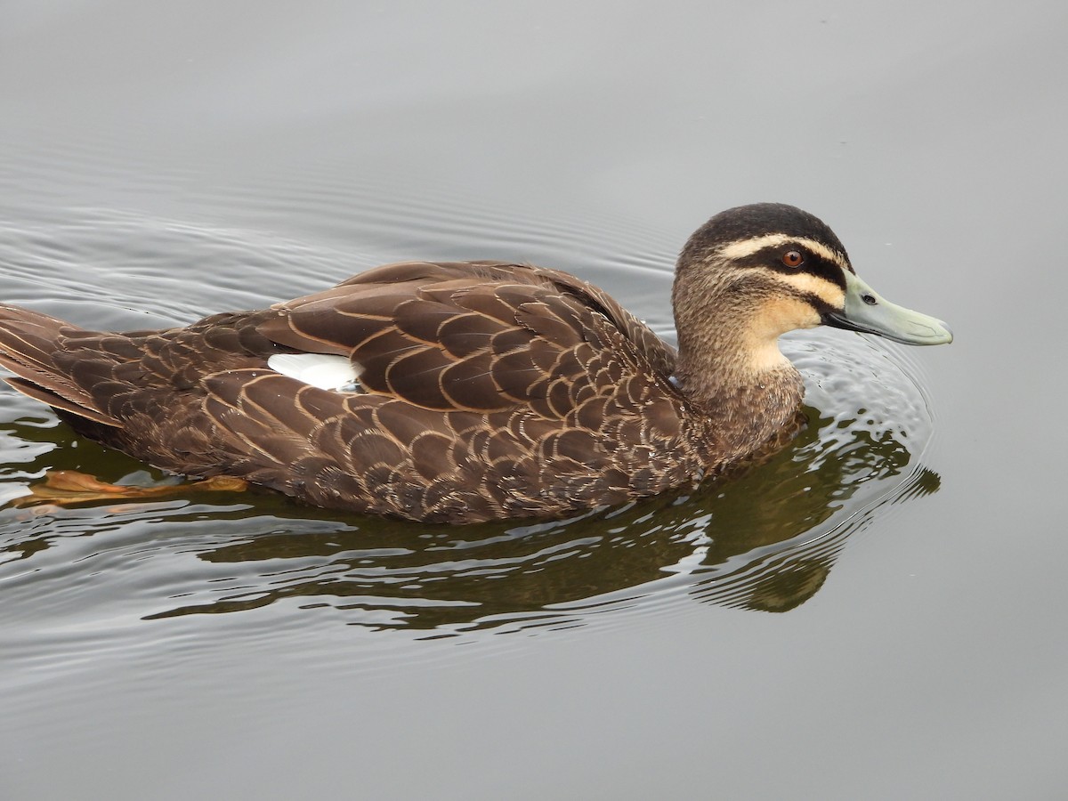 Pacific Black Duck - ML637906919