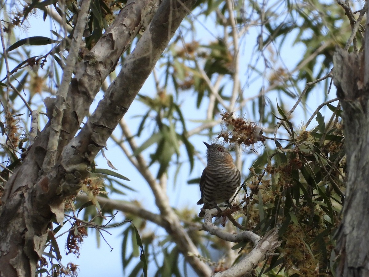 Little Bronze-Cuckoo - ML637906970