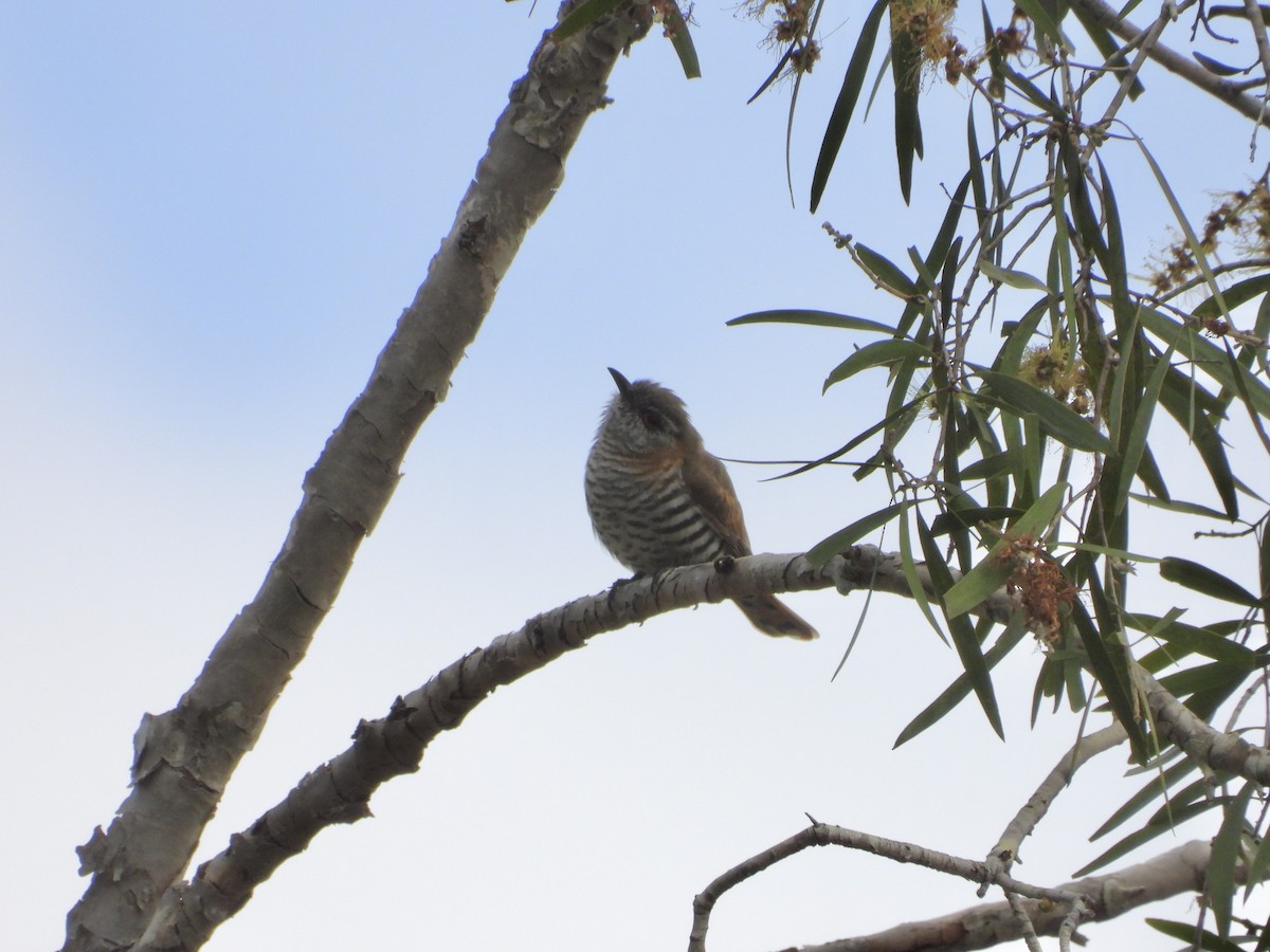 Little Bronze-Cuckoo - ML637906971