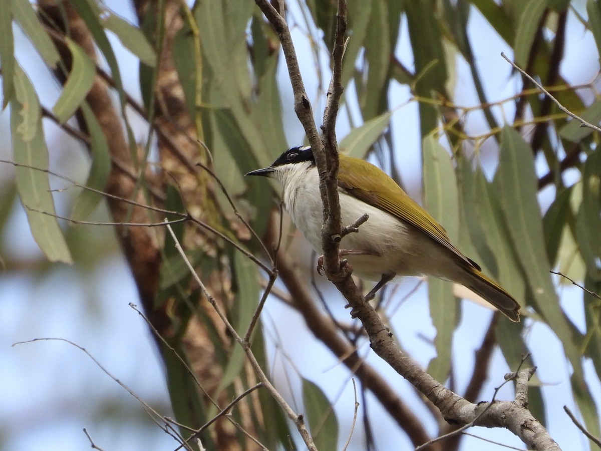 White-throated Honeyeater - ML637906986