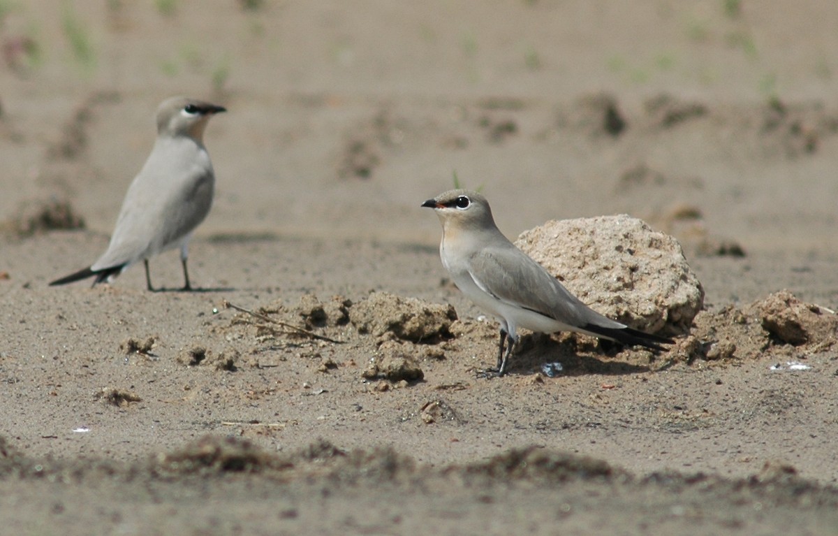 Small Pratincole - ML637907084