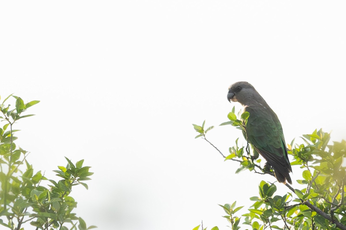 Brown-headed Parrot - ML637907149