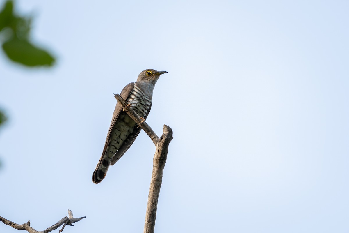 Indian Cuckoo - ML637907209