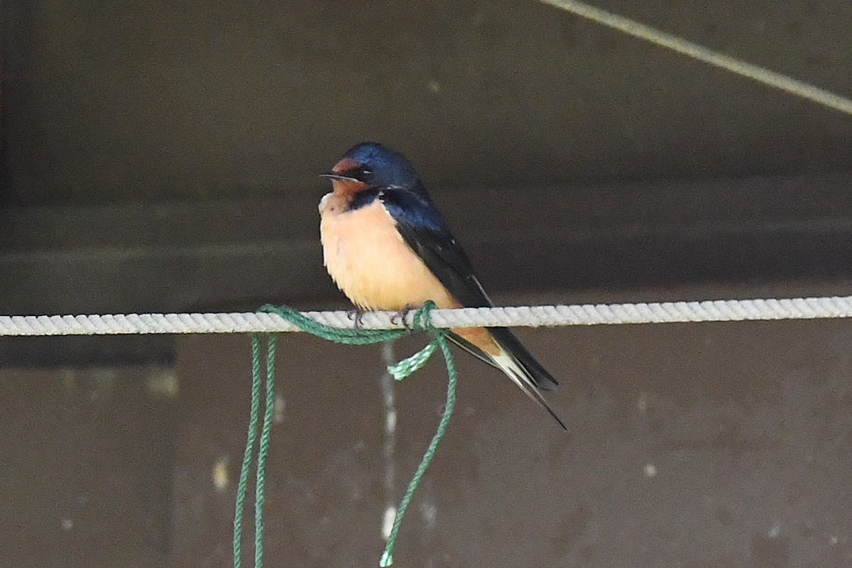 Barn Swallow - ML637907211