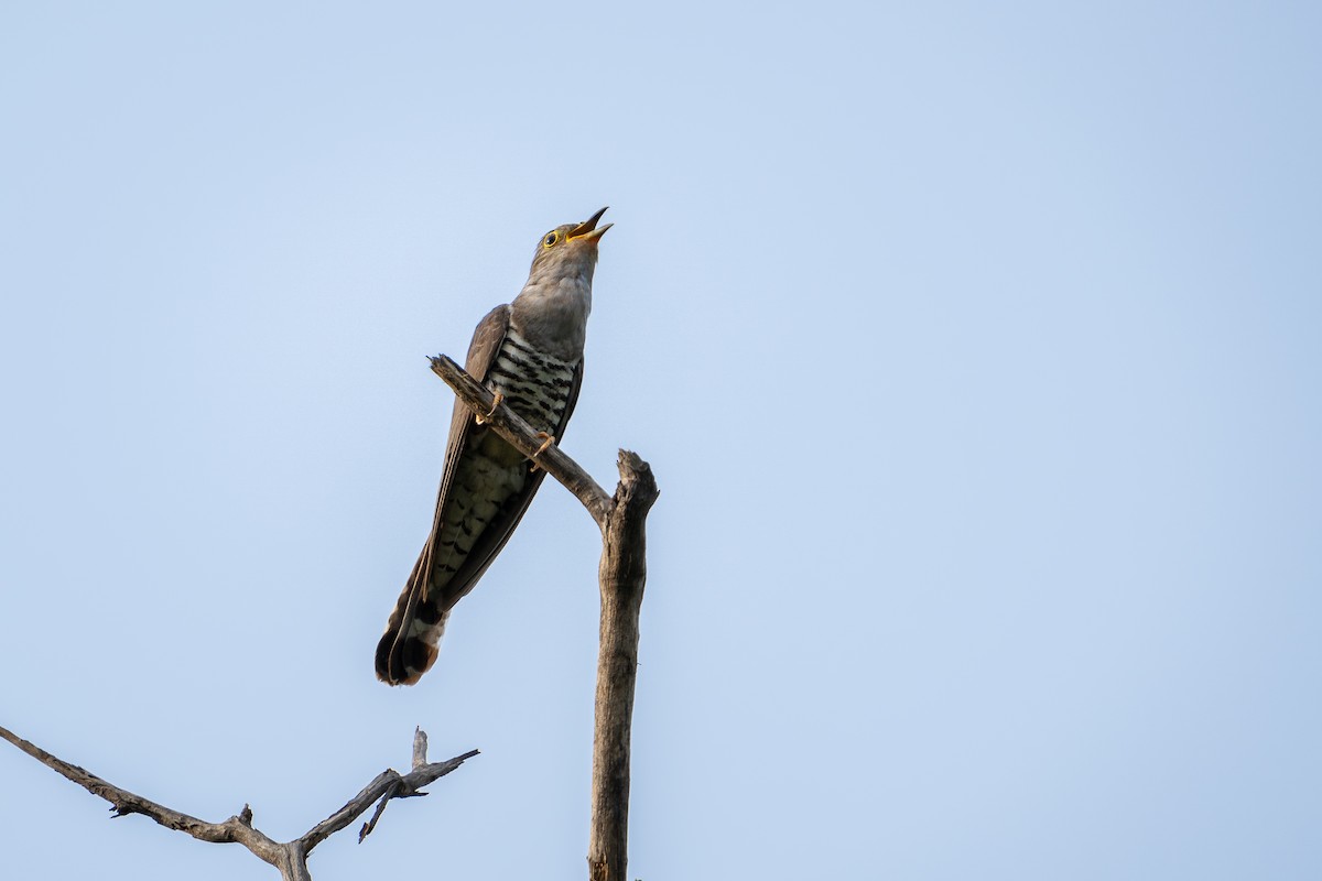 Indian Cuckoo - ML637907258