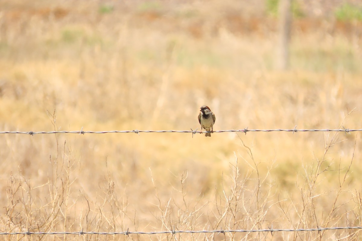 House Sparrow - ML637907293
