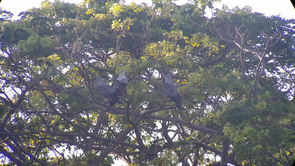Spotted Imperial-Pigeon - ML637907321