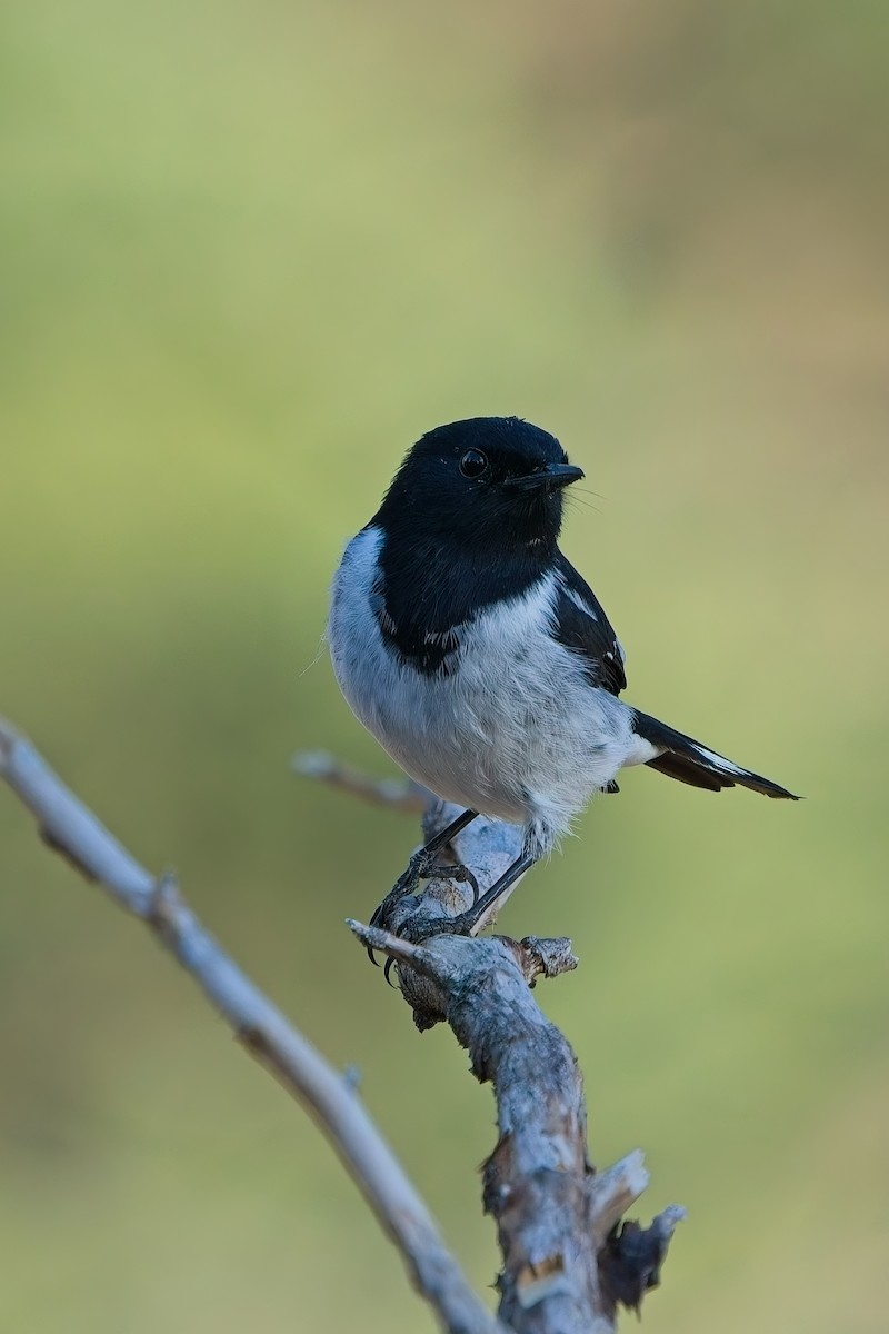 Hooded Robin - ML637907374