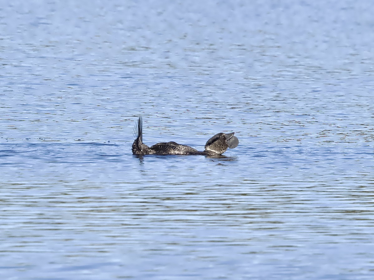 Musk Duck - ML637907389
