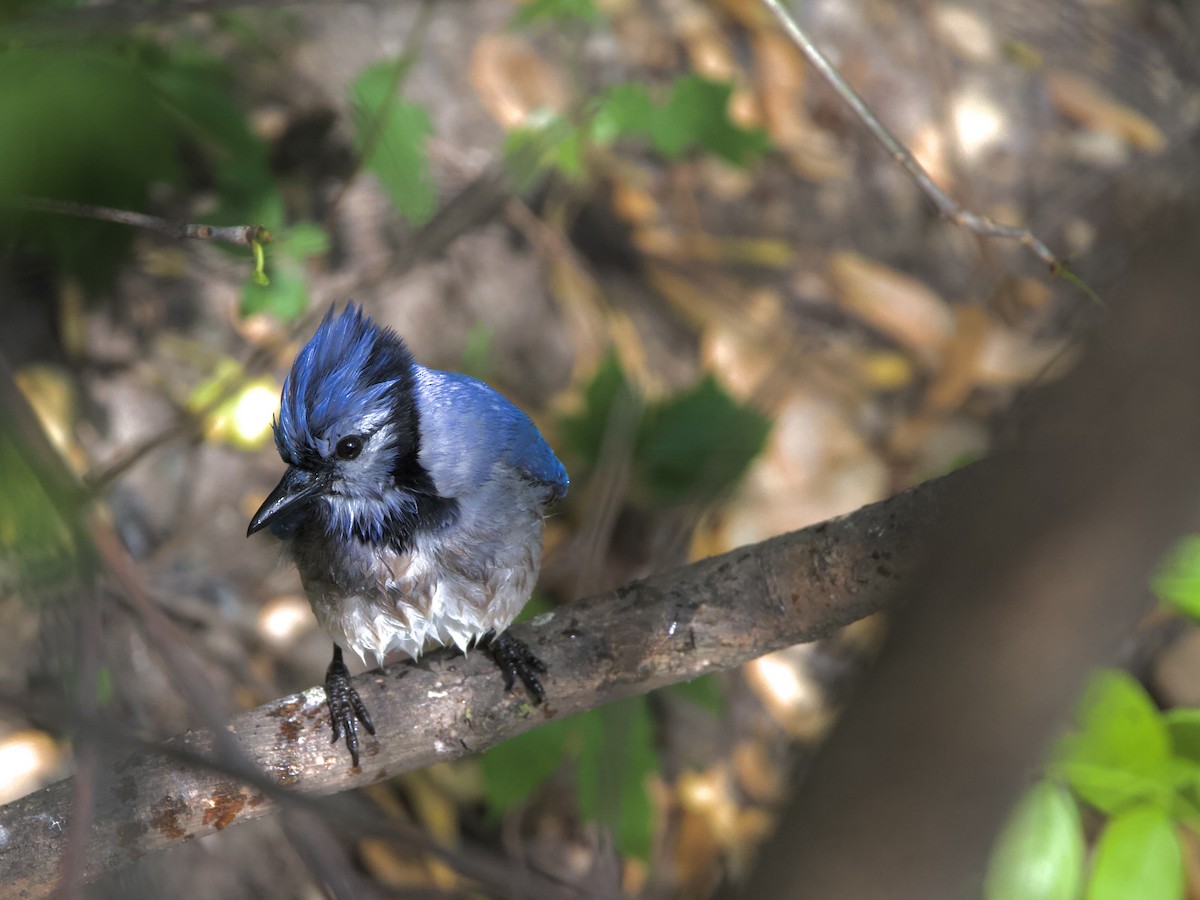 Blue Jay - ML637907426