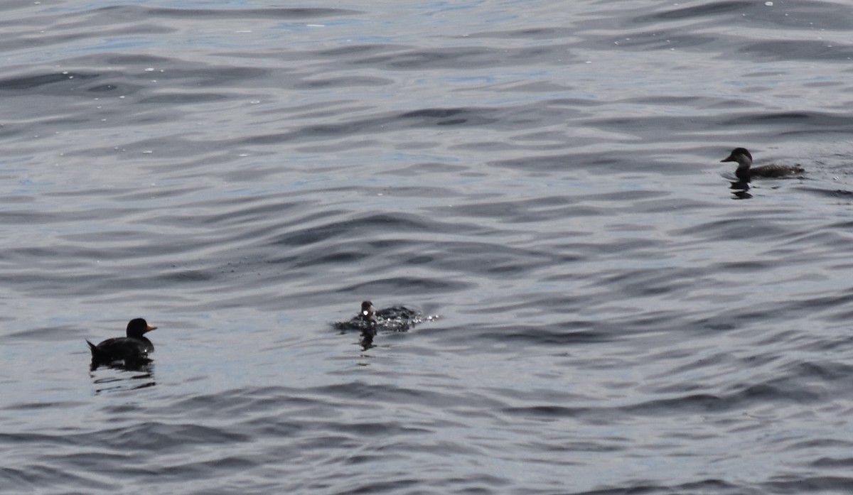 Black Scoter - ML637907463