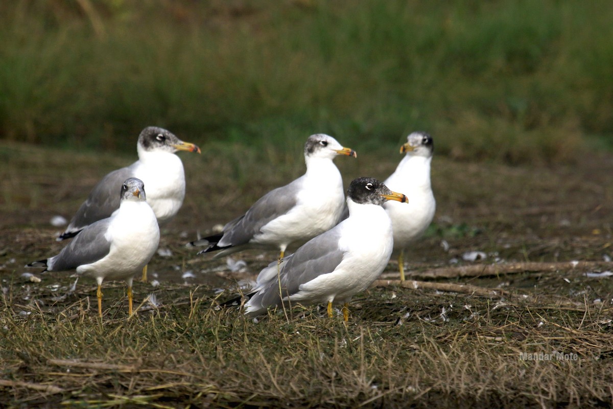 Pallas's Gull - ML637907465