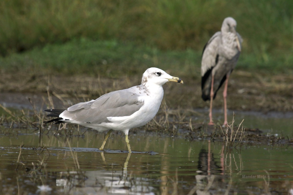 Pallas's Gull - ML637907468
