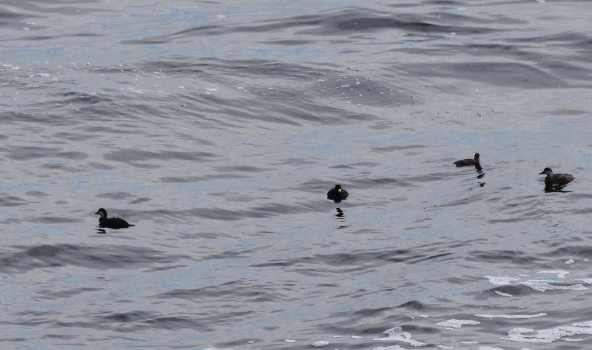 Black Scoter - ML637907476