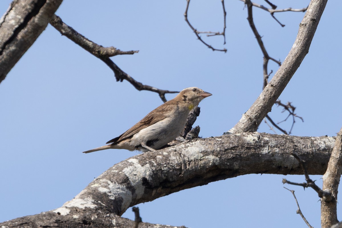 Yellow-throated Bush Sparrow - ML637907481