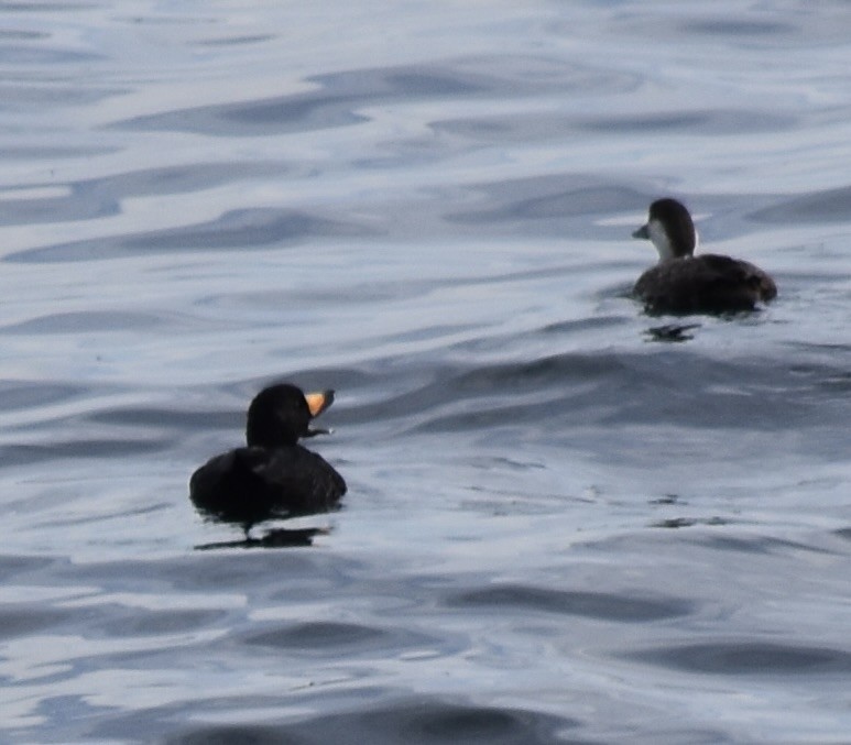Black Scoter - ML637907486