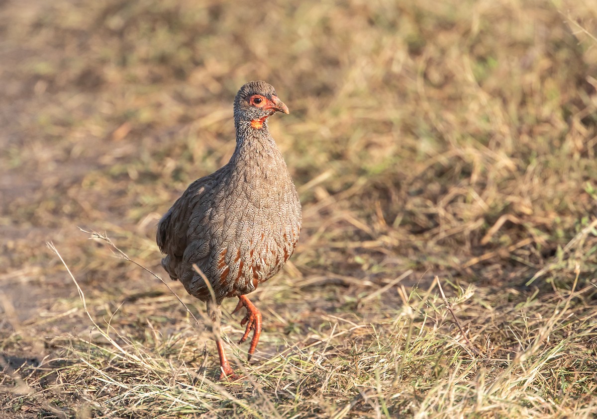 Red-necked Spurfowl - ML637907521