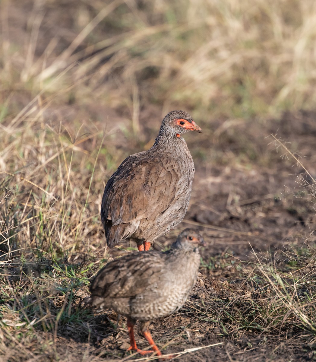 Red-necked Spurfowl - ML637907522