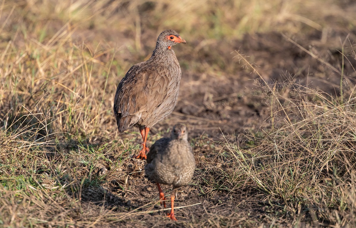 Red-necked Spurfowl - ML637907523
