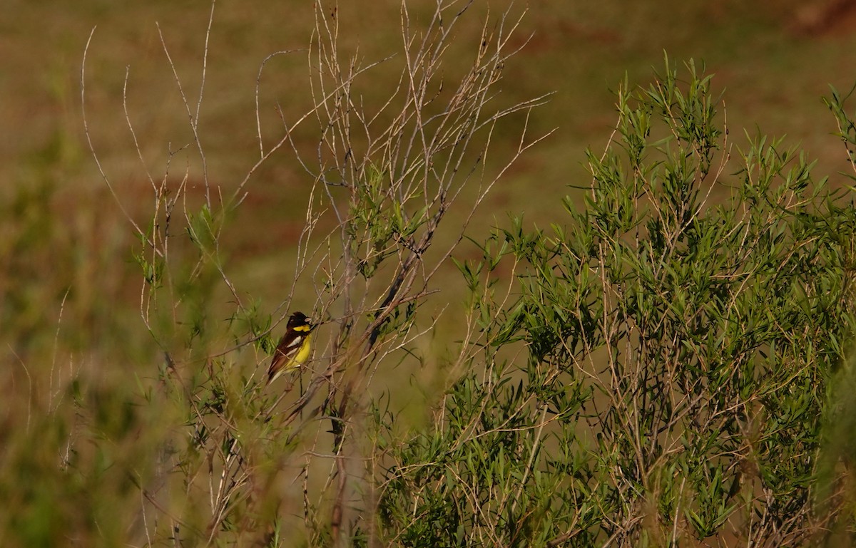 Yellow-breasted Bunting - ML637907529