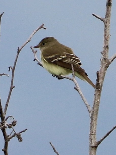 Alder Flycatcher - ML637907578