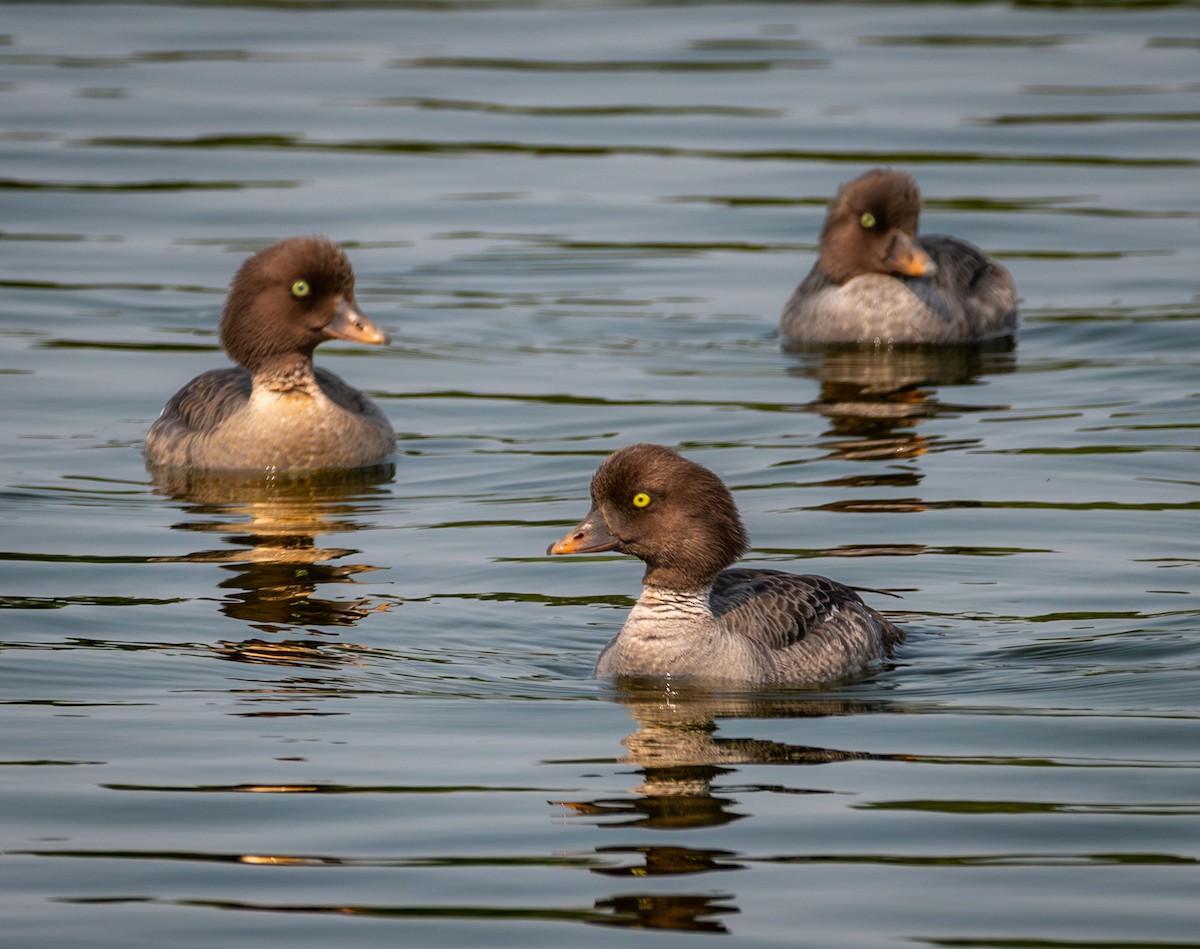 Common/Barrow's Goldeneye - ML637907586