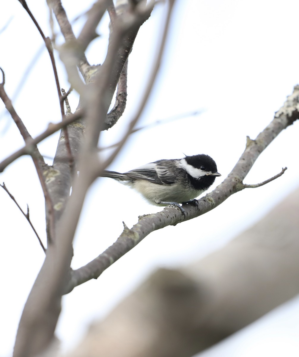 Black-capped Chickadee - ML637907590