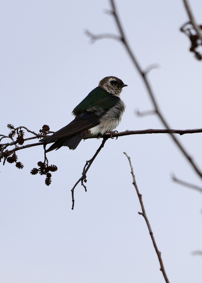 Violet-green Swallow - ML637907594