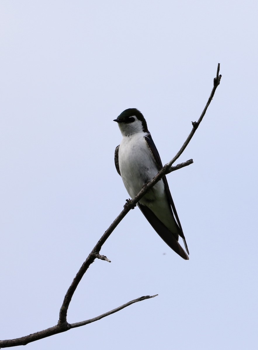 Violet-green Swallow - ML637907595
