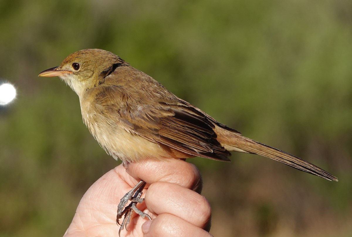Thick-billed Warbler - ML637907604