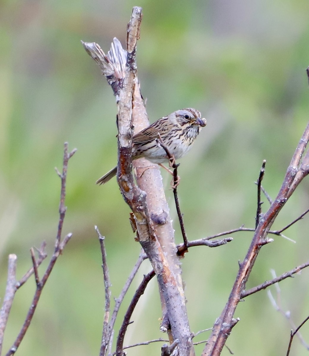 Lincoln's Sparrow - ML637907632