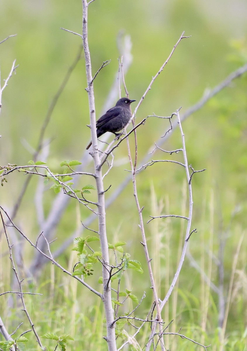 Rusty Blackbird - ML637907636
