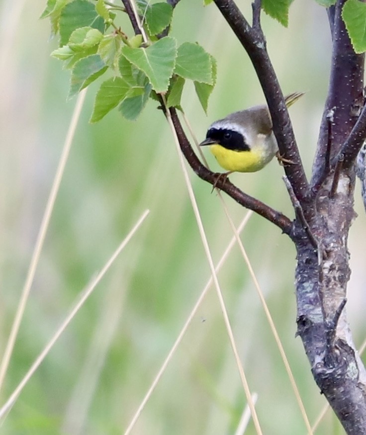 Common Yellowthroat - ML637907646