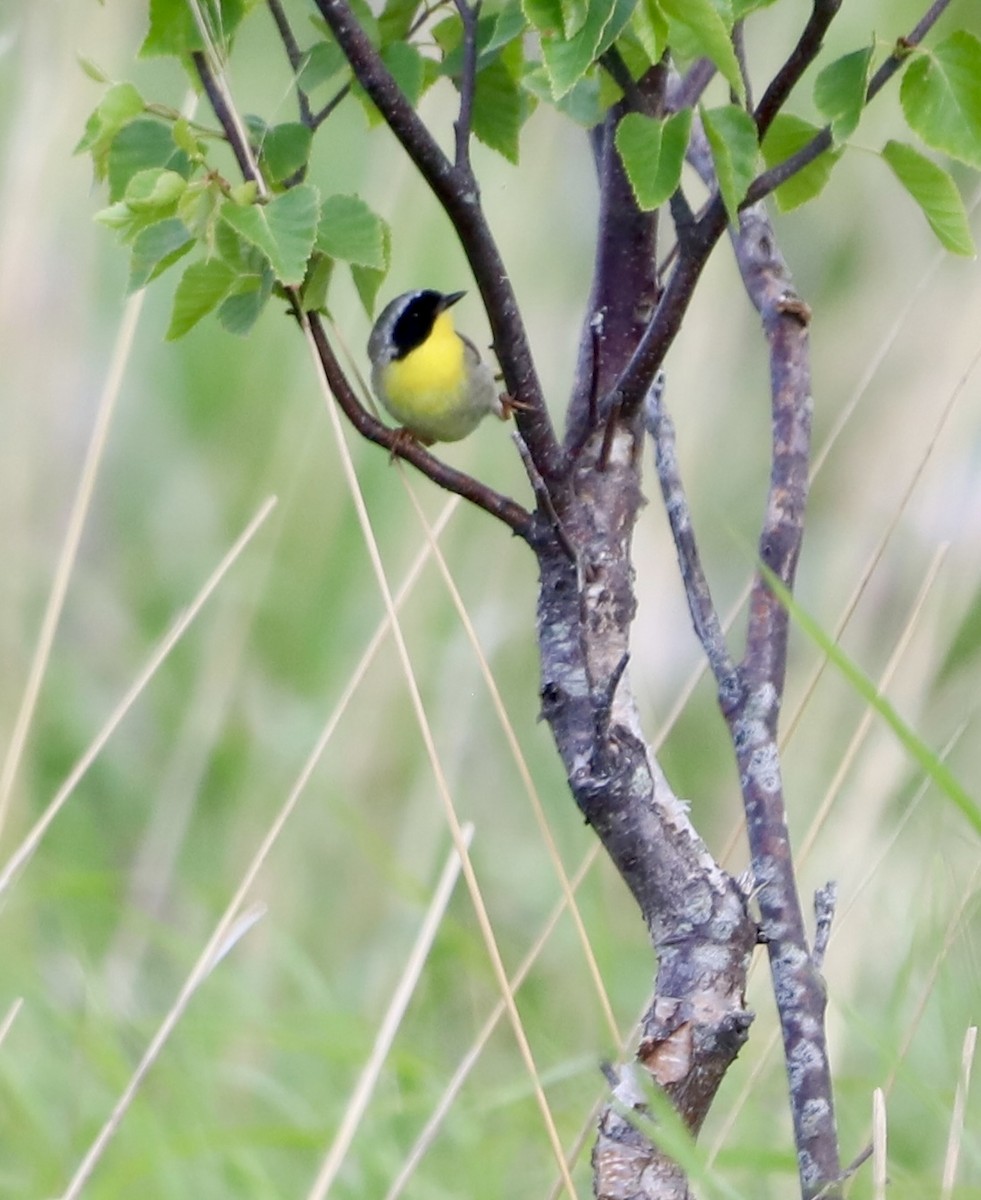 Common Yellowthroat - ML637907647